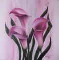 Pink callas 2